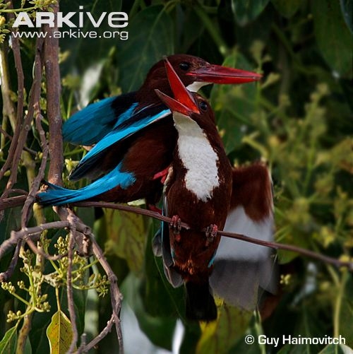 Pair-of-white-breasted-kingfishers-mating.jpg