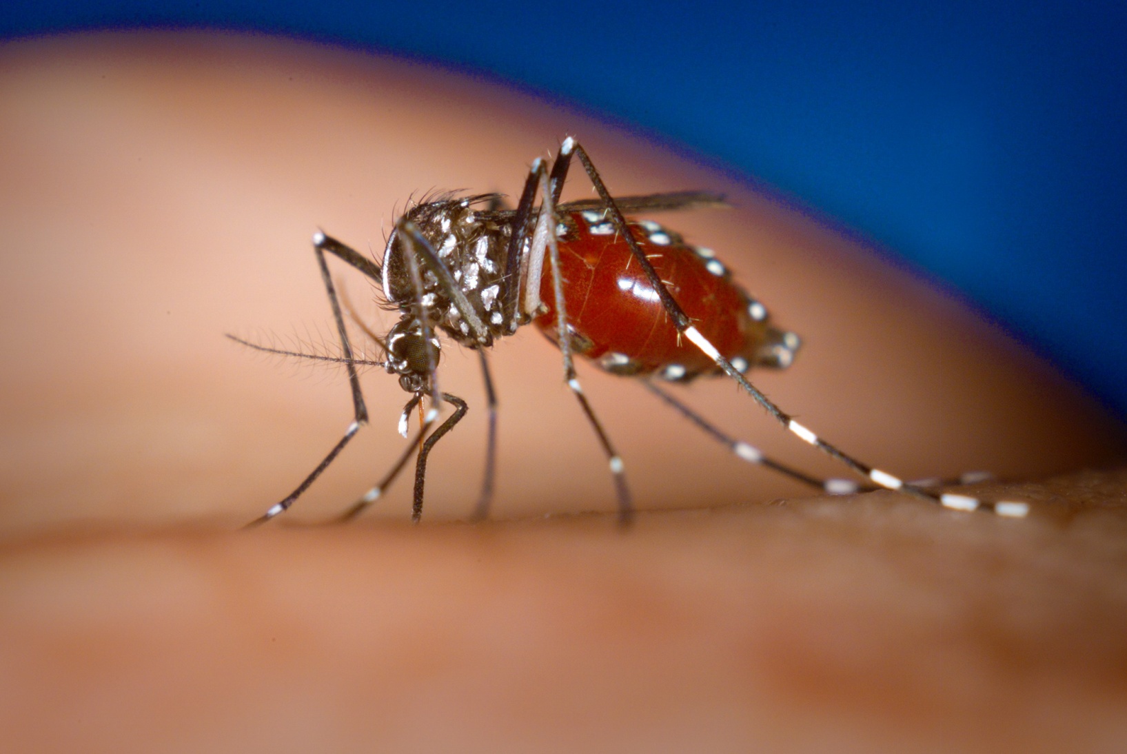 一只白纹伊蚊正欢快地在人的皮肤上饱餐。这红润饱满的躯体就像范仲淹在《咏蚊》中形容的一般——“饱似樱颗重，饥如柳絮轻”。图片：James Gathany/wiki