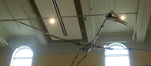 展开翅膀的风神翼龙骨架，之所以能成为飞行动物中的极限，翼龙奇特的骨骼是为关键。 图/wiki commons