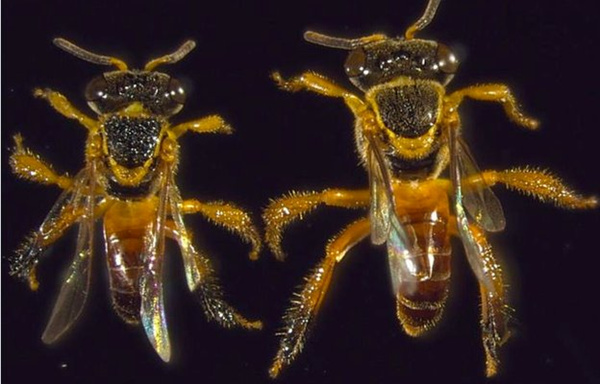 Jatai士兵蜜蜂（右）的腿比工蜂（左）更大，极可能是用来格斗。在觅食的工蜂胸部，通常覆盖着一层薄薄的树脂，功能未知。而士兵蜜蜂胸部没有，但在腿上覆盖着一层树脂。士兵蜜蜂要比觅食工蜂重30%。