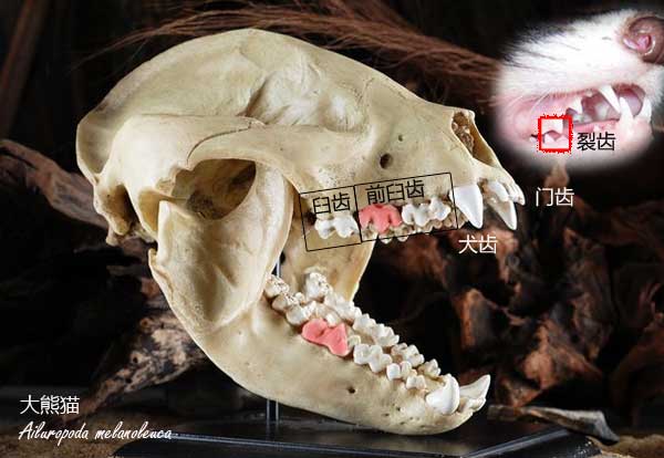 现生大熊猫的头骨模型，显示了包括犬齿在内的各个牙齿。红色的部分是“裂齿”，右上作为参照的是宠物貂的牙齿，它们都是食肉目的成员。图/skull-bones.com