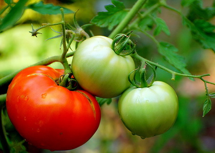 从植物学上来看，西红柿是“果实”。
