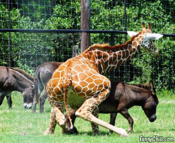 动物园里长颈鹿乱搞驴子一幕被抓拍。 图/funnychill.com