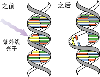 本来上下相邻的小T们（胸腺嘧啶，图上黄色条）在被紫外线损害以后，各自抛弃了本来原配的小A们（腺嘌呤，图上绿色条）而开始彼此拥抱，造成了DNA分子的肿胀、扭曲，导致DNA分子的异常。比如图片下方那些没有被扭转性向的小A们和小T们，它们在受到影响后就发生了左右反转。