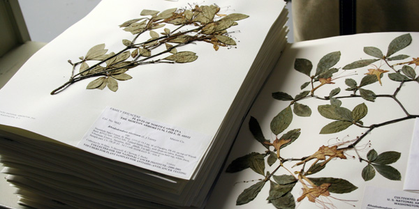 相对而言，植物标本则耐存放得多。图片来源：U.S. National Arboretum Herbarium