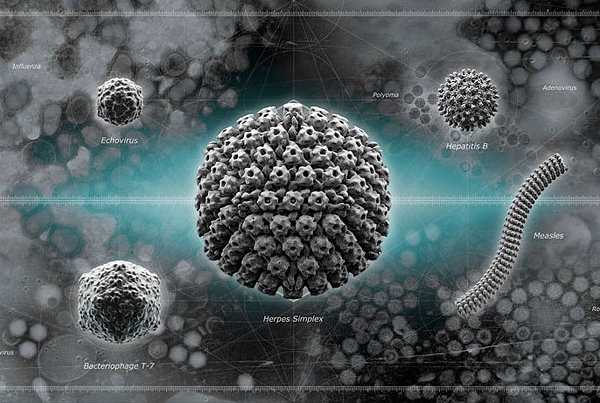 一些拥有对称性结构的常见病毒，体积按比例绘制（图片：Molecluar Machines）