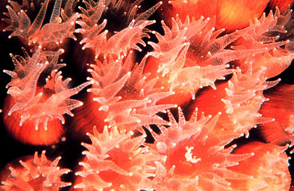 珊瑚虫个体的细节图片。（图片：wiki commons）