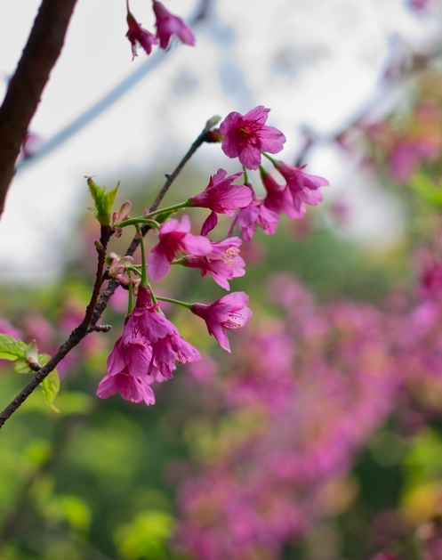 寒绯樱在华南至越南，日本本土都有野生。