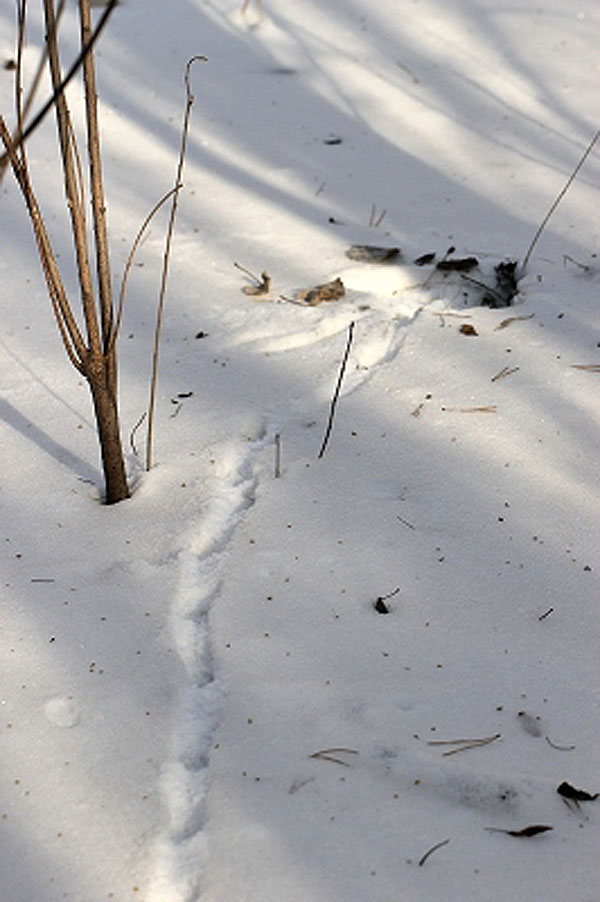 黄鼠狼雪地脚印图片图片