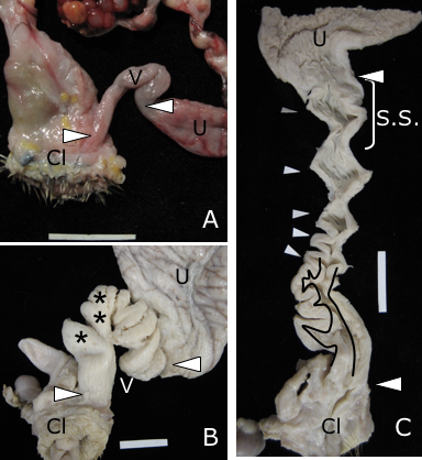不同鸟类的雌性性器官结构比较。A图是雉鸡（学名Phasianus colchicus），B图和C图是绿头鸭（学名Anas plathyrhynchos）。图中可见雌鸭的性器官在结构上要远为复杂。V：阴道。CI：泄殖腔。U：子宫。S.S.  储精管。星号指示囊袋，白色小箭头指示螺旋结构。