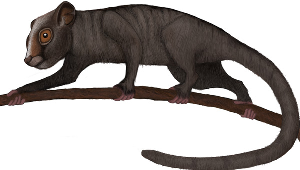 虽然复原图看上去比较威风，但是很有可能只是来自类似黑豹的配色。据推算，食果猴的体重只有100克左右，值得注意的是它们已经具有可以抓握树枝的对生趾了。图片来源：wiki commons