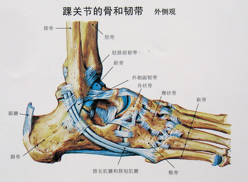 踝关节韧带外侧图。图片来自：91sqs.com。