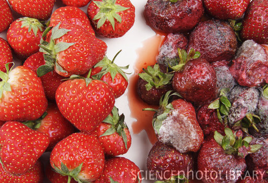 经过同样天数后，辐照处理和未经处理的草莓状态对比。图/sciencephoto