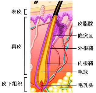 毛囊部微观结构,图片来自:keratin.com