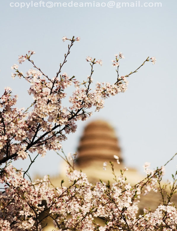 单瓣、白色微带粉红的东京樱花，几乎植满全日本。