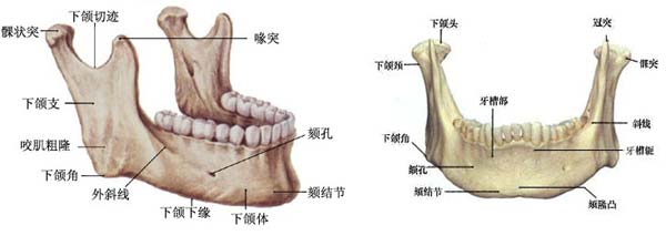 下颌骨正面观和45度观[1]，智齿的位置比下颌角靠内。
