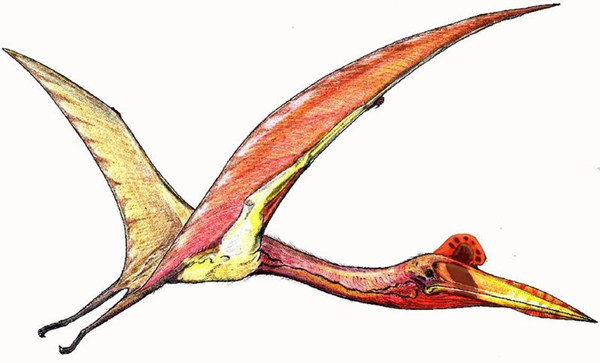 飞行中的风神翼龙，呈现了类似鹤或鹳的外表，这种生物的脖子非常之长。成年的风神翼龙翼展约有11至15米宽，是地球生命史上最大型的飞翔动物。 图/wiki commons
