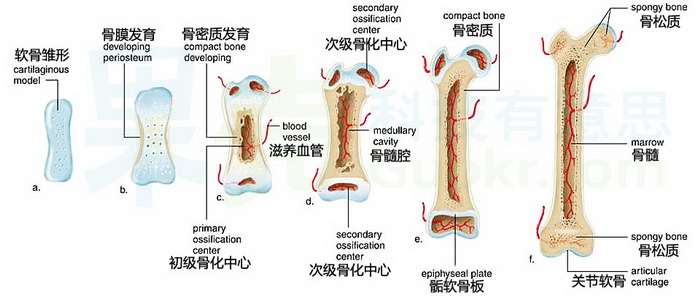 骨组织 模式图片