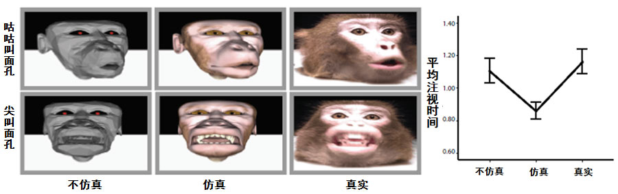 左图为三种不同仿真程度的猴脸影像示例；右图为猴子对三种条件的影像的注视时间的总平均值结果。