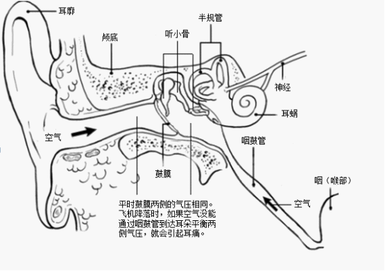 耳部解剖结构示意图。图片：patient.co.uk。