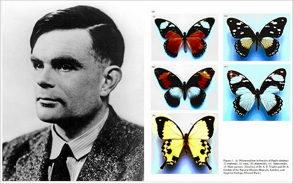 计算机科学之父阿兰 · 图灵 1952 年前提出了生物花纹形成理论，并建立了一个简单的数学模型。该模型现已成功用于分析一种非洲凤蝶的翅膀图案。[1]