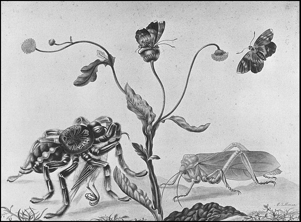 玛丽亚·西比拉·梅里安画有 “捕鸟蛛” 的作品。该画的背面写有对所画物种的介绍，对捕鸟蛛的描述写道： “蜘蛛把鸟吸干，鸟儿的红爪挣扎”。（图片：she-philosopher.com）