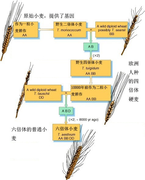 右邊中部是歐洲人種的四倍體硬麥.