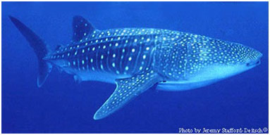 鲸鲨（图片来源：flmnh.ufl.edu）