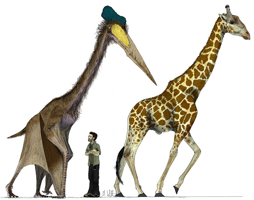 风神翼龙的脖长与长颈鹿不相上下，可以达到2米多长。在外形上，风神翼龙可以说是像鹿像鹤又像鹳了。图/ scienceblogs.com