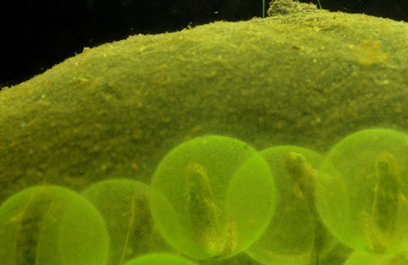 斑点钝口螈绿色的卵们。（图片：newscientist.com）