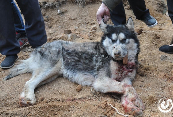 3月26日下午，山东警方再度击毙一只疑似狼的动物，但随后就有村民称，事发当天自家丢了一只哈士奇。图/齐鲁网