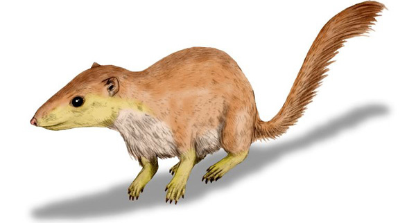 普尔加托里猴复原图，6500万年前你长这样，压力大吗？图片来源：wiki commons