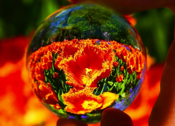 开放在水晶球里的荷兰国花更显张扬。（摄影 / Kees Straver）