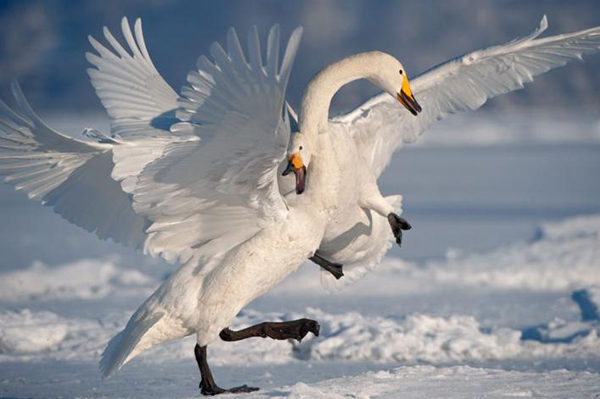 日本北海道，一对大天鹅。在东西方文化中，白色的天鹅均是忠诚的象征。图/ nationalgeographic.com