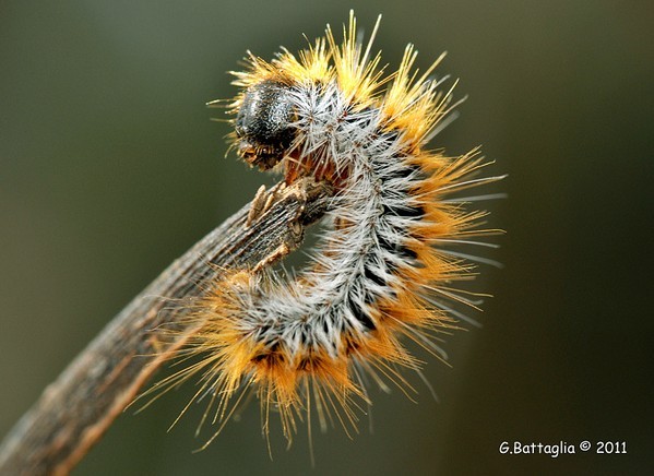 松异舟蛾的幼虫  图：fogiba/flickr