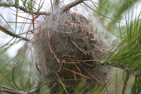 松异舟蛾幼虫的丝巢，每个巢里都有一堆毛毛虫在睡觉  图：gardencenterejea.com