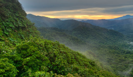 哥斯达黎加蒙特韦尔德云雾林的日出。