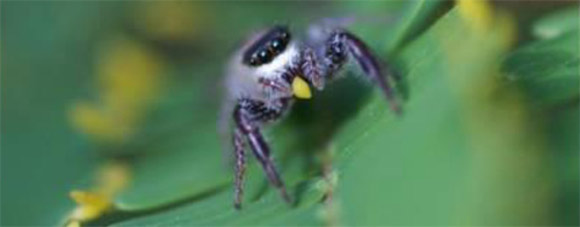 http://guokr.com/gkimage/kp/95/hs/kp95hs.png
