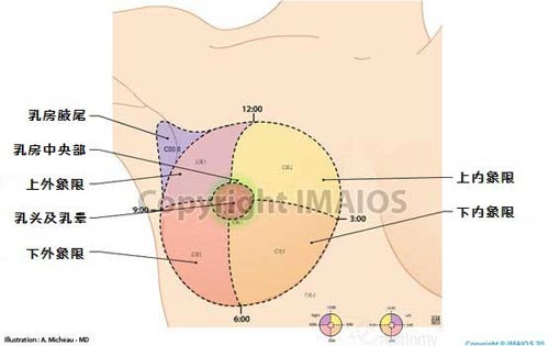临床上以乳头为原点，画横纵轴将乳房分为四个象限。图片来自：cloudfront.net