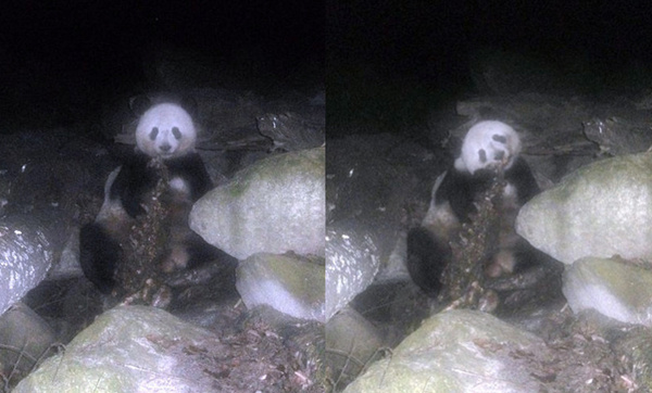 平武县林业局红外线相机拍摄到大熊猫吃牛羚尸体照片，这也是国内首次拍到大熊猫吃腐肉。图/163.com