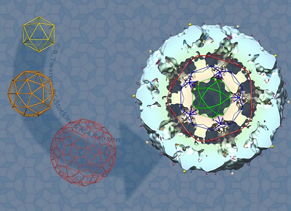 病毒结构模型的演化，从沃森-克里克，到卡斯帕-克鲁格理论，最终到特瓦克模型（图片：plus.maths.org）