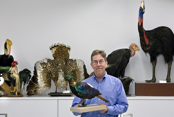 为了避免部分读者对 “一抽屉伞鸟外皮缝制的标本”感到不适，这里用理查德·普鲁姆（Richard Prum）在麦克阿瑟基金会的一张照片代替。普鲁姆是耶鲁大学的鸟类学家，同时也研究发育生物学、光学物理、分子遗传学、系统学、古生物学、行为生态学，以解决有关鸟类的发育、演化和行为相关的核心问题。