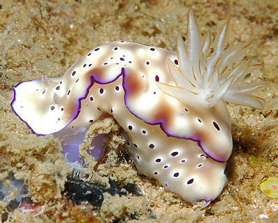 海蛞蝓品种图片