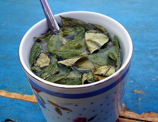 独产于南美的古柯茶，用古柯的叶子泡成茶水，据称可以消除外来游客初上当地高原的不适。图/Wiki commons