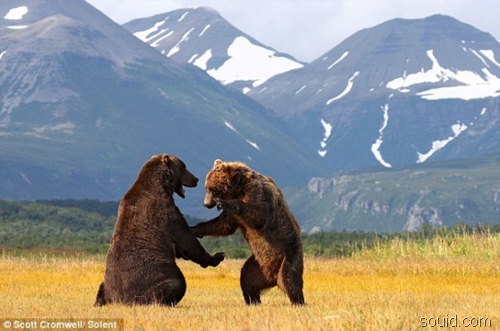 由于气候变暖等因素，生活在北极圈以南的棕熊开始向北方移居，从而逐渐打破与北极熊的地理隔离。 图/souid.com