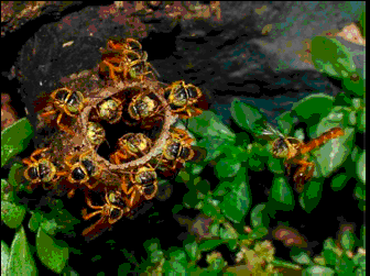 在巢穴的入口处，士兵蜜蜂站在蜂巢入口处边缘，围成一圈，还有一只蜜蜂盘旋在通往入口处的飞行航线上。