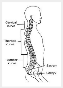 脊柱的3个生理弯曲，分别是颈曲（位于颈部底部即从寰椎至隆椎的脊柱前突）、胸曲（位于背部中间即从第1胸椎至第12胸椎的脊柱后突）和腰曲（位于腰部底下即从第1腰椎至第5腰椎的脊柱前突）。