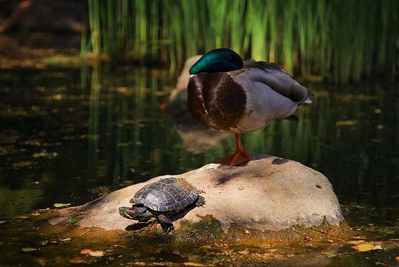 红耳龟（左）与绿头鸭（右）