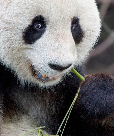 大熊猫不仅没有草食动物典型的消化系统，而且缺乏可以表达出任何已知的可消化纤维素的酶的基因，但研究表明，大熊猫消化道内确实有类似草食动物的细菌，这类细菌能帮助它分解纤维素。图/nationalgeographic.com
