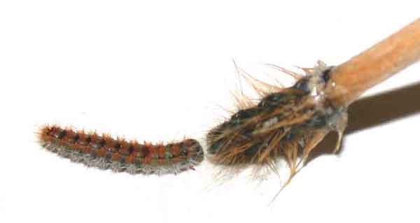 松异舟蛾幼虫跟随同类的外皮前进  图：ortland.edu